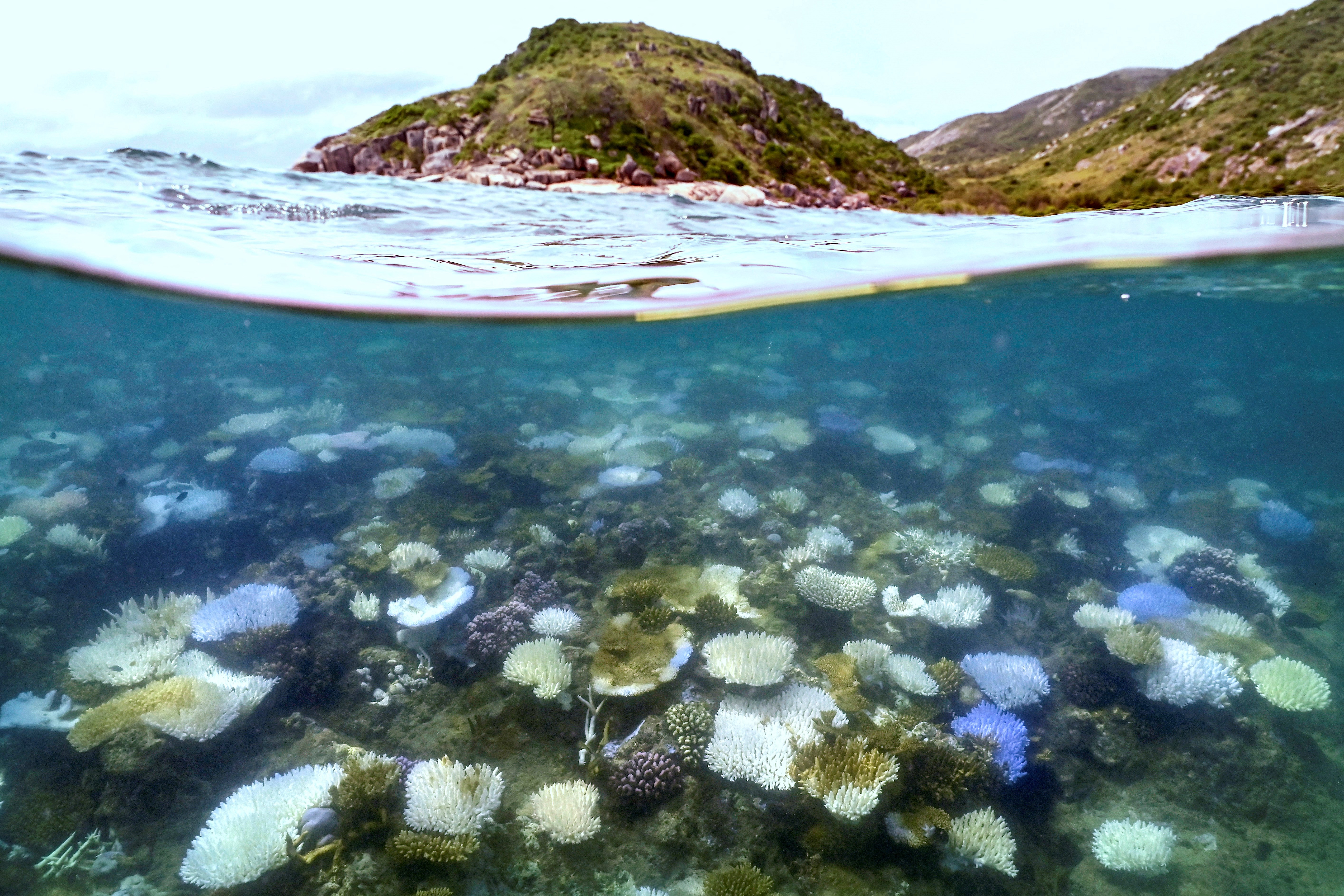 An underwater photo shows bleached and dead coral around Lizard Island on the Great Barrier Reef. Land can be seen in the background.